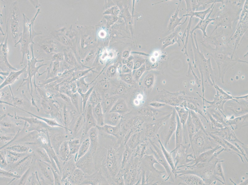 NCI-H1648 Cell Complete Medium - 5