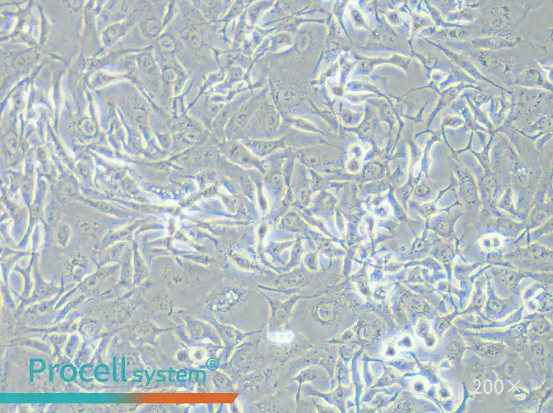 HCCC-9810 Cell Complete Medium - small - 4