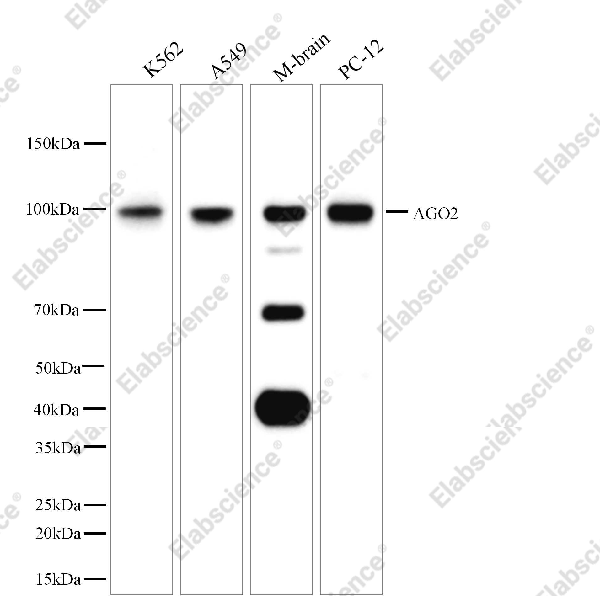 Recombinant AGO2 Monoclonal Antibody - 1
