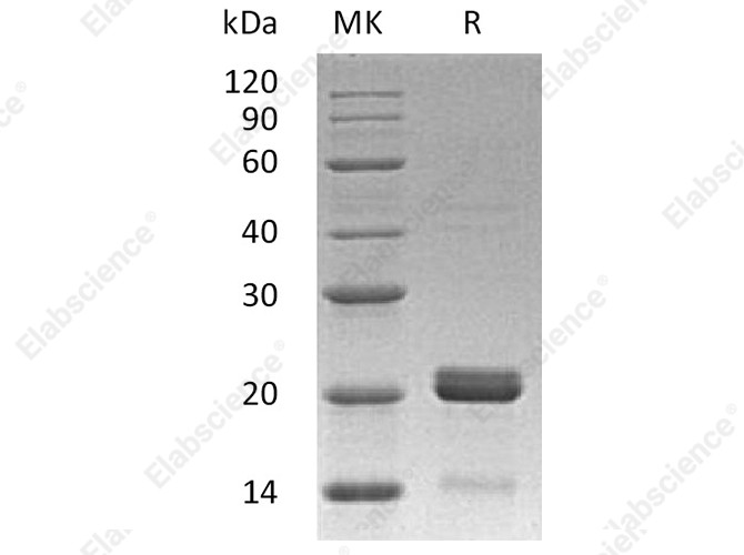 Recombinant Human BID Protein - 1