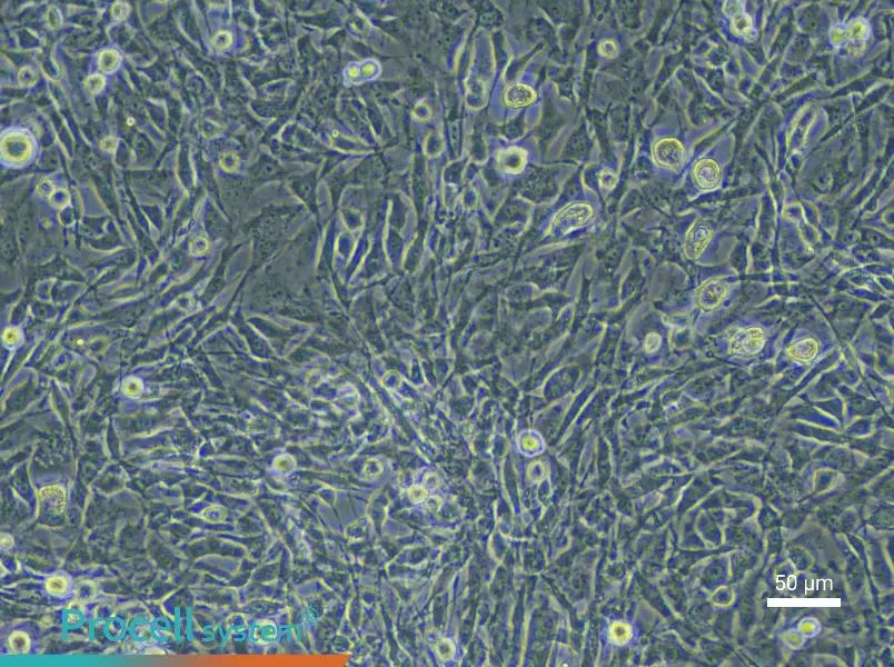 Mouse Skeletal Muscle Fibroblast Complete Medium - 4