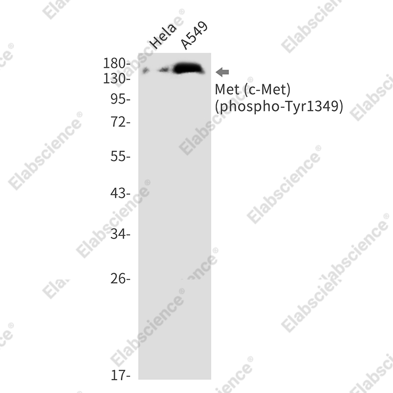 Recombinant Phospho-c-Met (Tyr1349) Monoclonal Antibody - 1