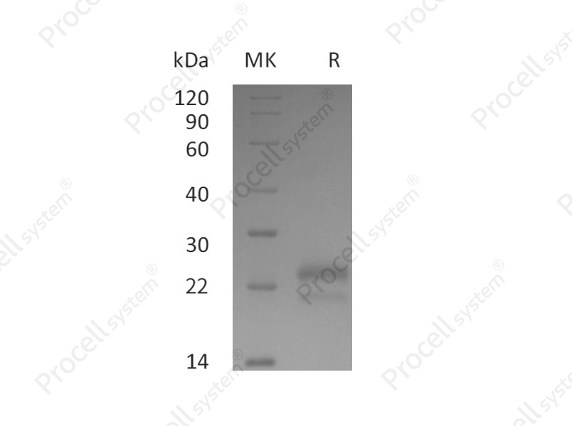 VEGF-A/VEGF165, Human, Recombinant
