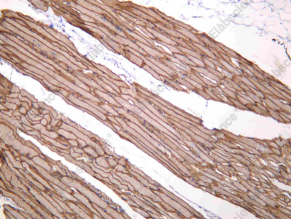 Recombinant Caveolin-3 Monoclonal Antibody - 2