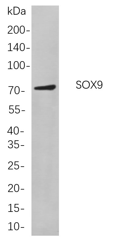 Recombinant SOX9 Monoclonal Antibody-searchlist-1