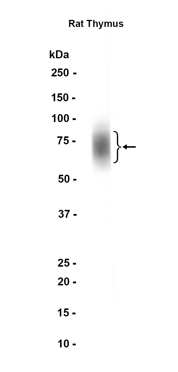 Recombinant CD150/SLAM/SLAMF1 Monoclonal Antibody - 1