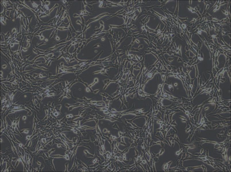 3T6-Swiss albino Cell Complete Medium - 3