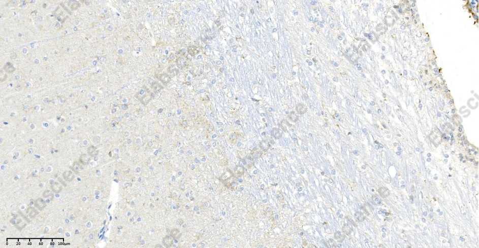 Recombinant LRP1 Monoclonal Antibody - 4