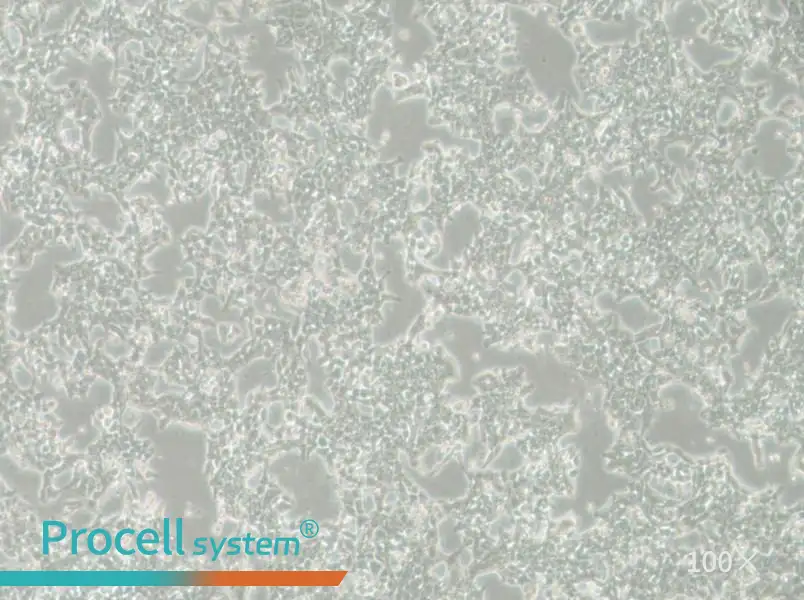 SW620-LUC Cell Complete MediumSW620-LUC Cell Complete Medium - 2