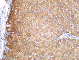 Recombinant FGF21 Monoclonal Antibody - 1