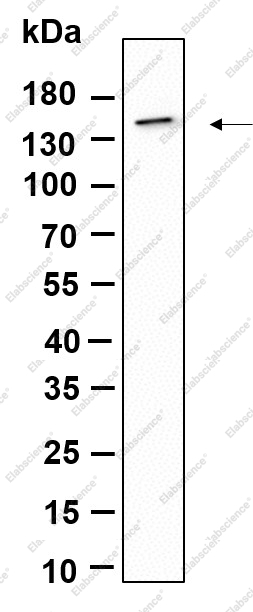 Recombinant CD11c Monoclonal Antibody - 1