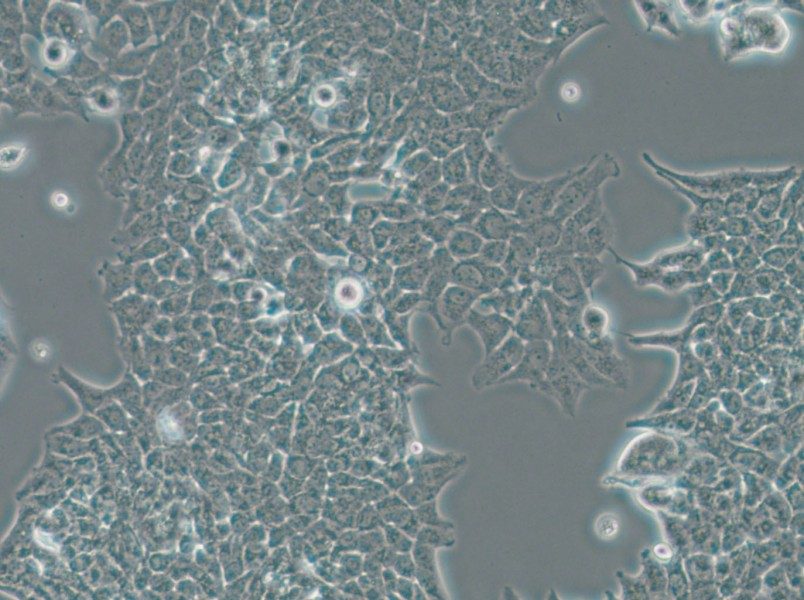 SW756 (L15) Cell Complete Medium - 4