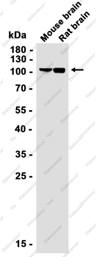 Recombinant KIF5B Monoclonal Antibody - 1