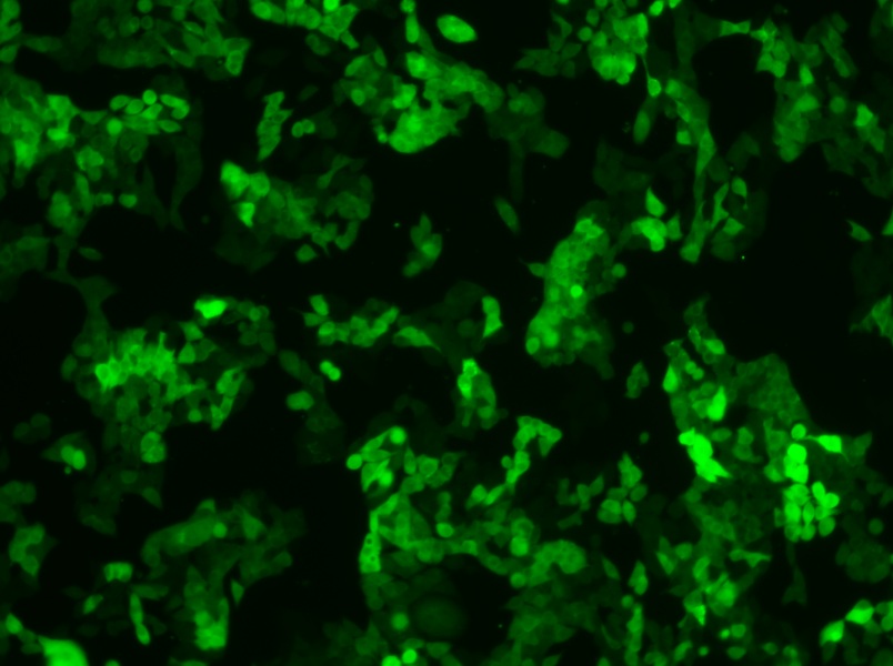 SW620-GFP (DMEM) Cell Complete MediumSW620-GFP (DMEM) Cell Complete Medium - 2