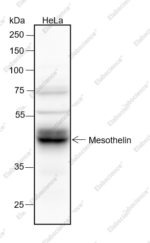 Recombinant Mesothelin Monoclonal Antibody - 1