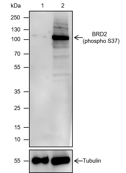 Recombinant Phospho-BRD2 (S37) Monoclonal Antibody-searchlist-1