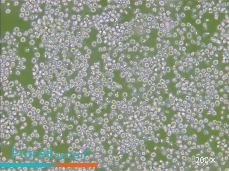 AE-2 Cell Complete Medium - 4