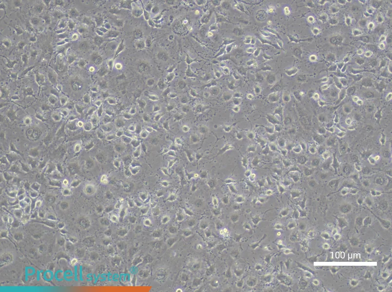 EOMAEOMA - 3