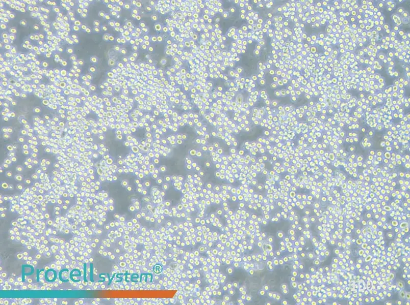 COLO 205 Cell Complete MediumCOLO 205 Cell Complete Medium - 2