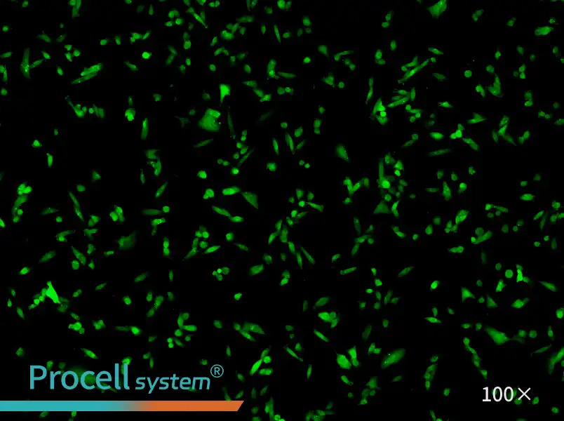 MDA-MB-231-GFP Cell Complete MediumMDA-MB-231-GFP Cell Complete Medium - 3