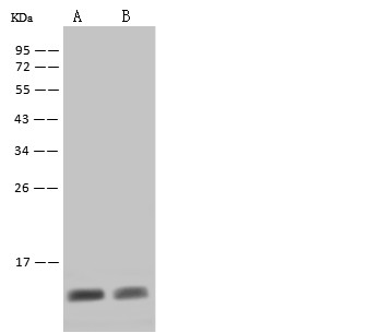 Recombinant S100A8 Monoclonal Antibody - small - 2