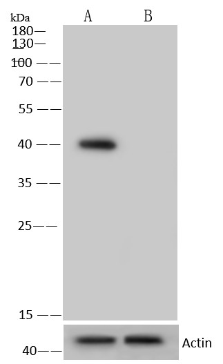 ERK2/MAPK1/MAPK2 Monoclonal Antibody - small - 2