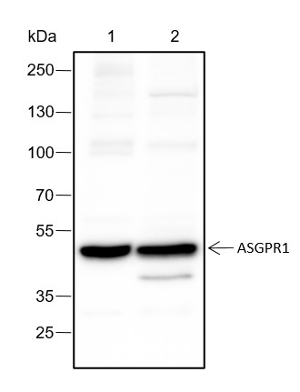 Recombinant ASGR1 Monoclonal Antibody - 3