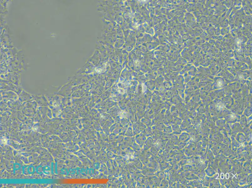 H9 Cell Complete Medium - 5