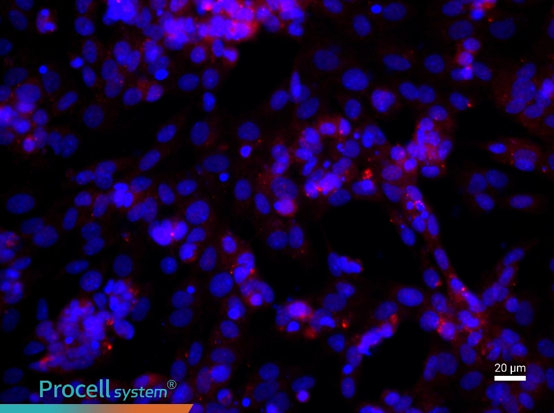 Rat Ovarian Granulosa Cell Complete Medium - 2