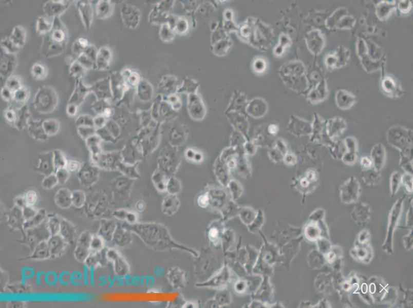 DMS 114 Cell Complete Medium - 4