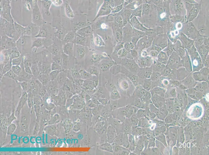 Panc 02.13 Cell Complete Medium - 6
