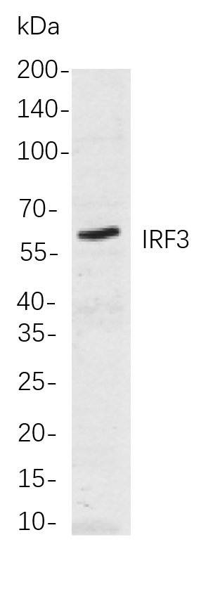 Recombinant IRF3 Monoclonal Antibody-searchlist-1