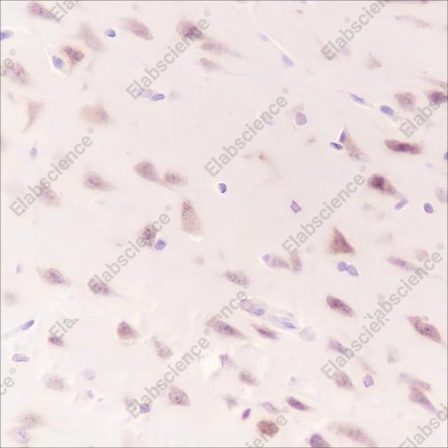 Recombinant WWOX Monoclonal Antibody - 4