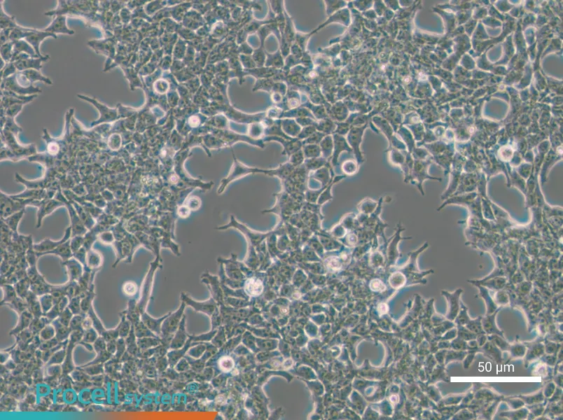 293T [HEK-293T] Cell Complete Medium - small - 6