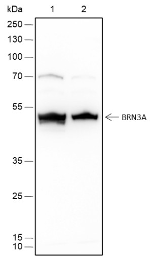 Recombinant BRN3A Monoclonal Antibody-searchlist-1