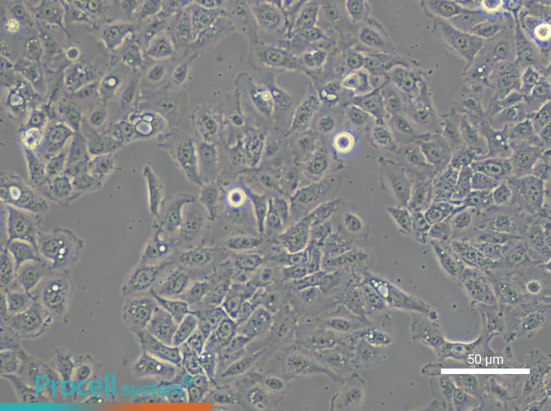 NCI-H292 - 5