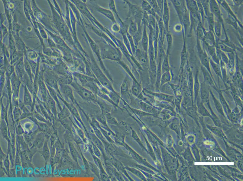 Human Umbilical Cord Blood Mesenchymal Stem Cell Complete Medium - 6