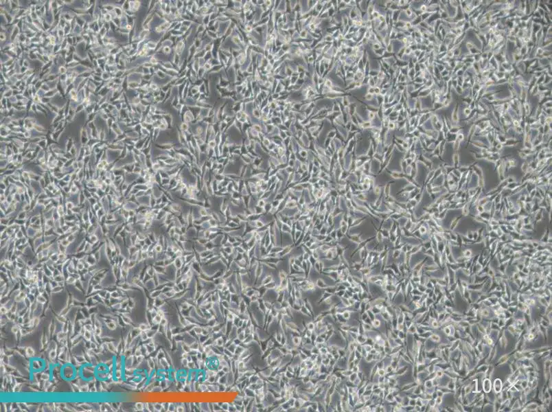 RKO-AS45-1 Cell Complete Medium - 2