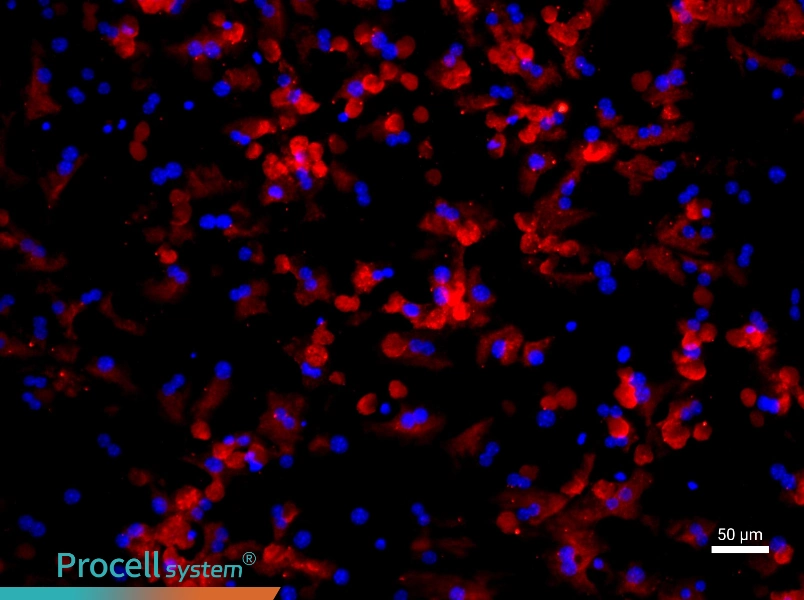 Mouse Hepatic Parenchymal Cell Complete Medium - 1
