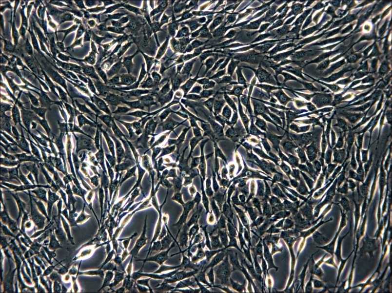 YUMM1.1 Cell Complete Medium - 6