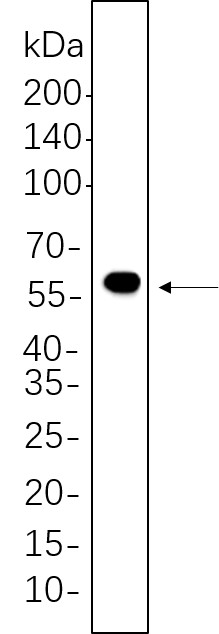 Recombinant DFNA5/GSDME Monoclonal Antibody-searchlist-1