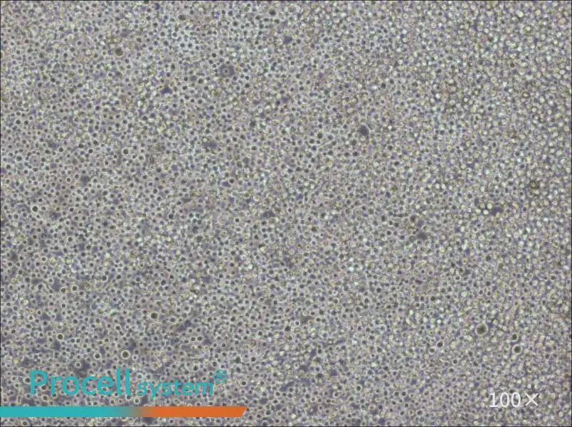 Pfeiffer Cell Complete Medium - 1