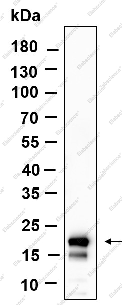 Recombinant Histone H3 (Acetyl Lys18) Monoclonal Antibody - 1