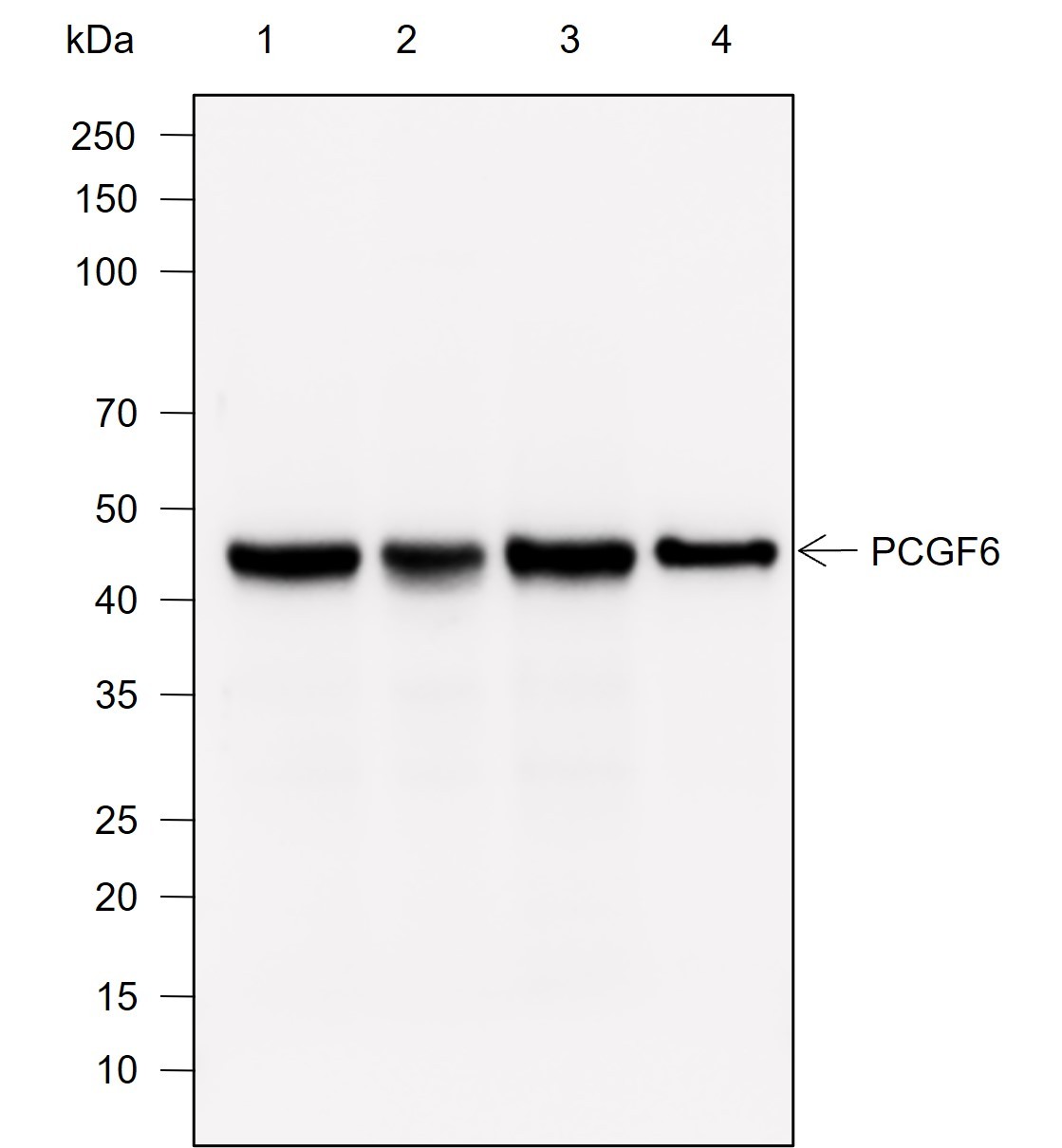 Recombinant PCGF6 Monoclonal Antibody-searchlist-1