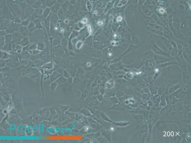 WI-38 VA-13 subline 2RA Cell Complete Medium - 4