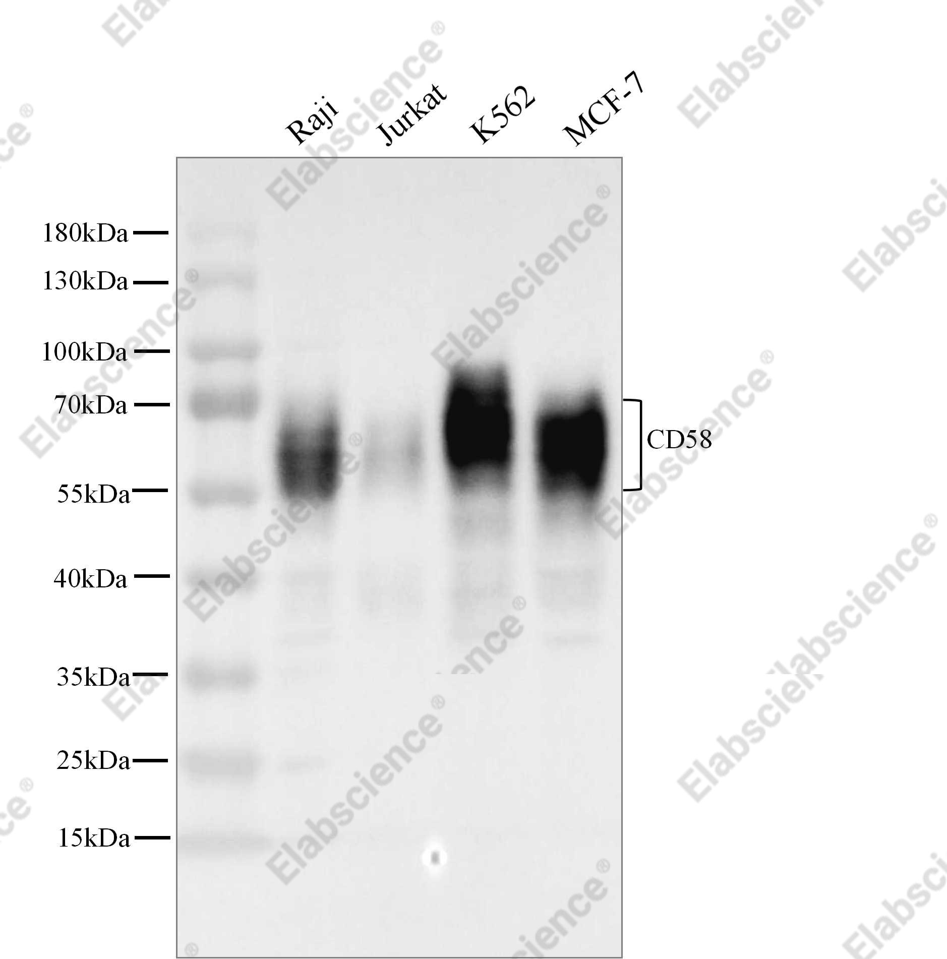 Recombinant LFA-3/CD58 Monoclonal Antibody - 1