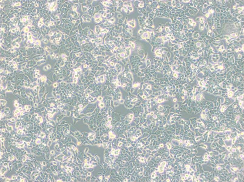 HEC-1-B Cell Complete MediumHEC-1-B Cell Complete Medium - 3