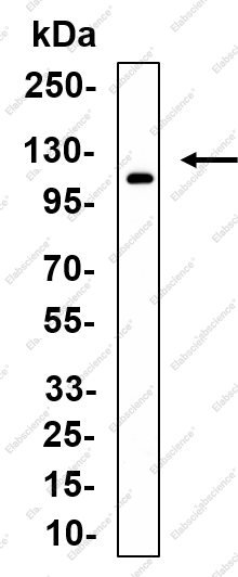 Recombinant APLP2 Monoclonal Antibody - 1