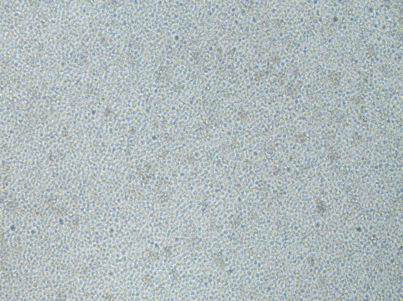 CoC1-DDP Cell Complete Medium-searchlist-1