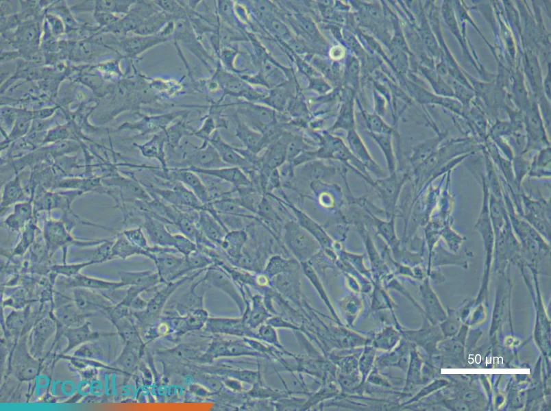 Rat Spinal Cord Fibroblast Complete Medium - 4